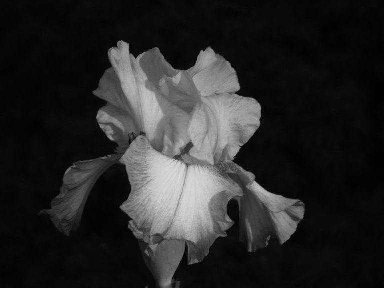 A black and white photo of an iris flower