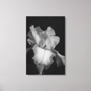 Buy black and white iris photo canvas art print